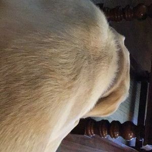 Meet your Posher, Darlene